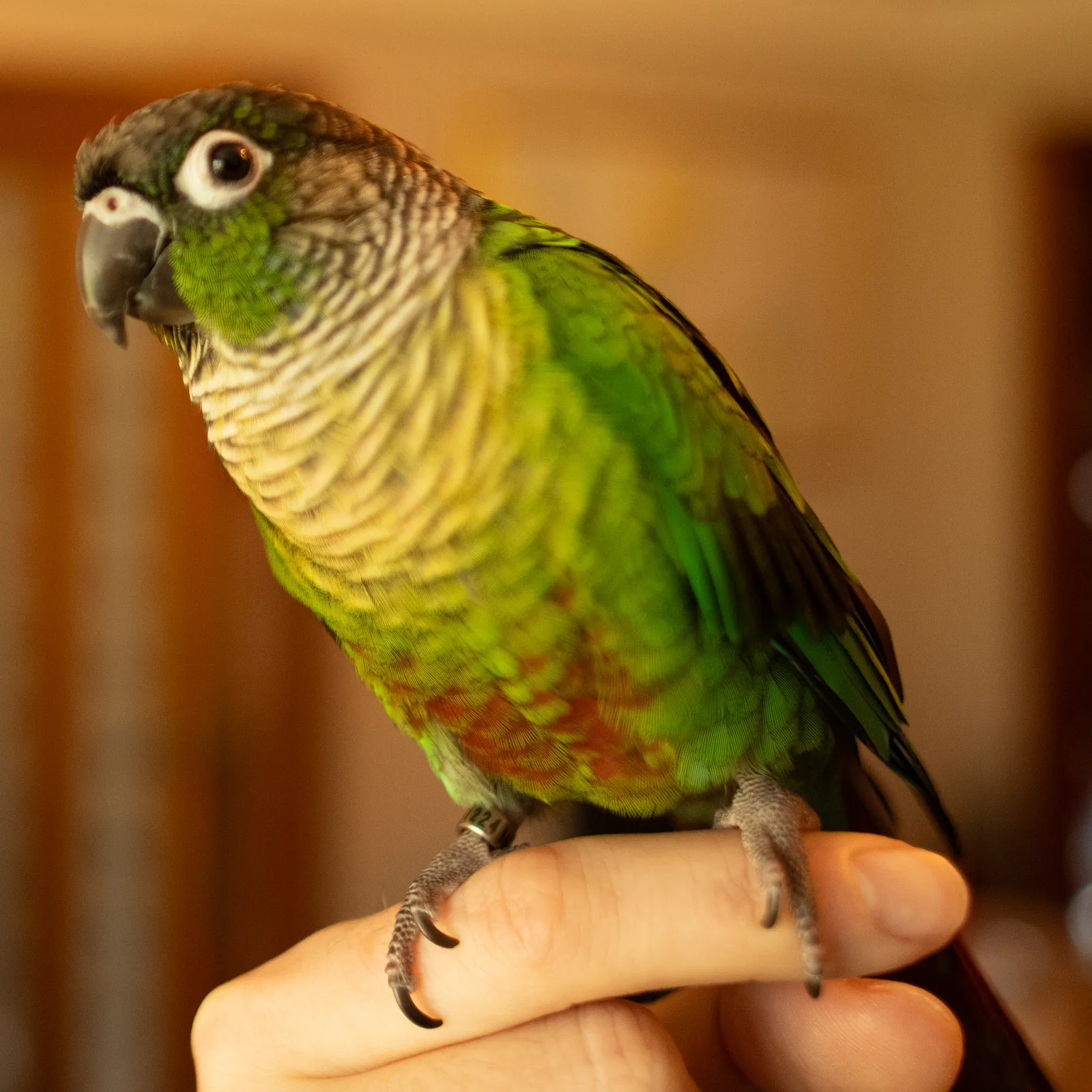 Sora, green-cheeked conure