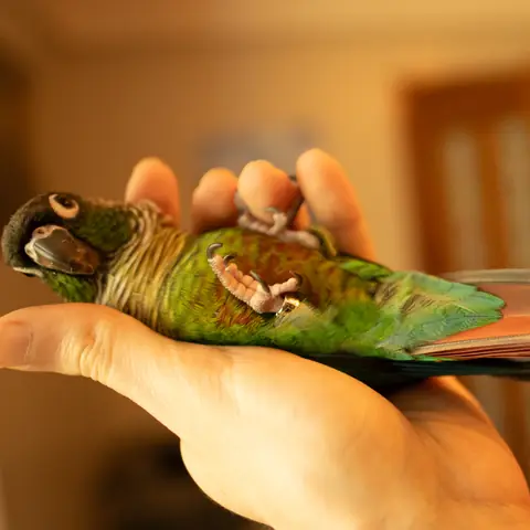 Sora lying on her back, close view