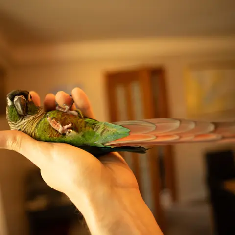 Sora lying on her back, wide view
