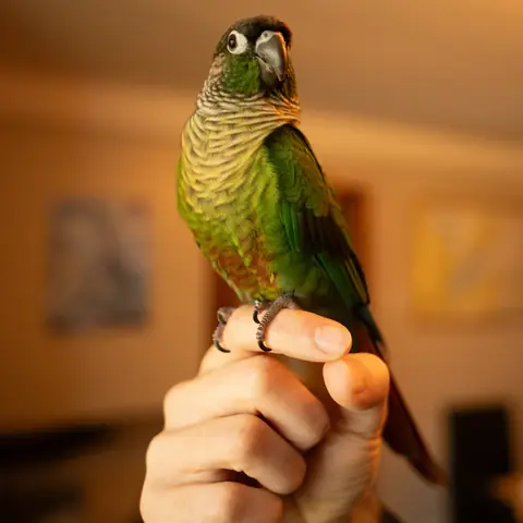 Sora perched, front view