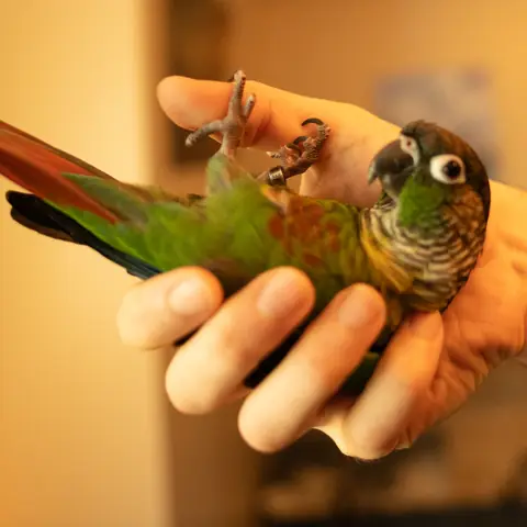 Sora upside down in hand, close view A
