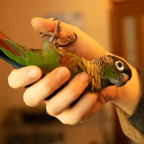 Sora upside down in hand, close view B